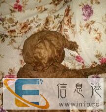 家养泰迪犬欢迎预定中