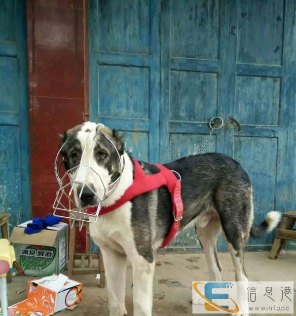 中亚牧羊犬犬借配