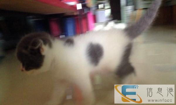 超漂亮萌萌英短蓝白纯种,赠...养..还.不来没机会啦