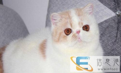 高端精品 布偶猫咪幼 CFA高品质种猫繁殖