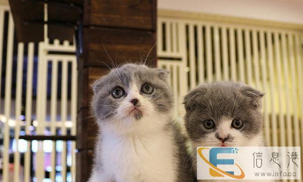 猫舍专业繁殖出售苏格兰折耳猫 疫苗已做包健康