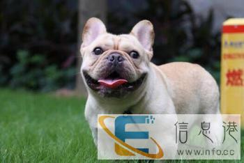 血统纯正法国法斗斗牛犬种公冠军后代长期对外借配