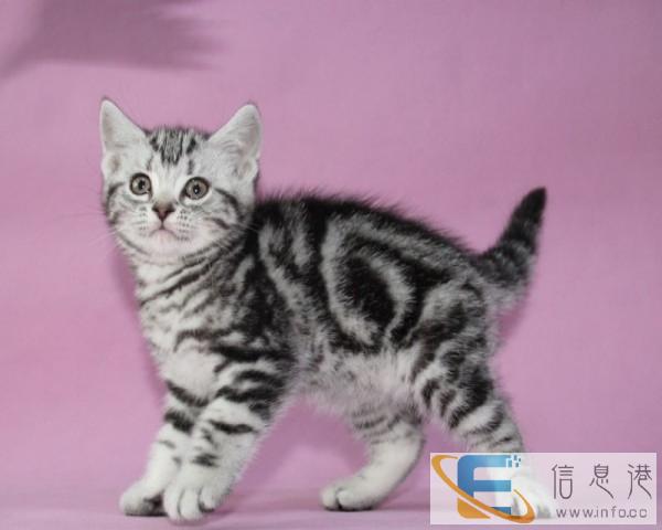 家庭繁殖美短虎斑猫 品相好 健康纯种 欢迎上门挑