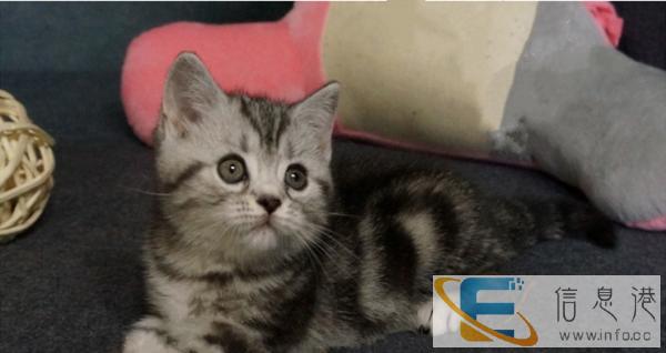 纯种活体美国短毛猫 纯种美短起司加白幼猫
