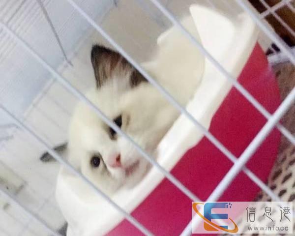 出售高贵纯种布偶猫 纯种猫 宝宝 不挑食乖巧活泼
