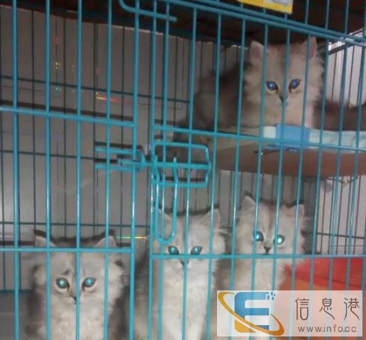 猫舍直销多只金吉拉宝宝,身体健康 品相好 价格合理