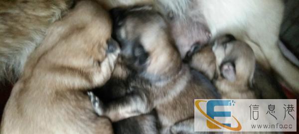 中华田园犬啊哈嘿