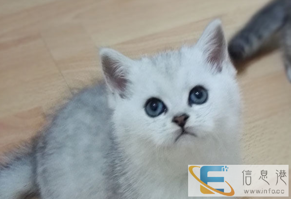 自家英国短毛猫银渐层生的小猫