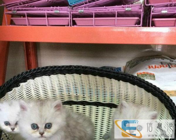 自家一窝纯种小金吉拉宝宝转让,公母都有,疫苗驱虫已打好