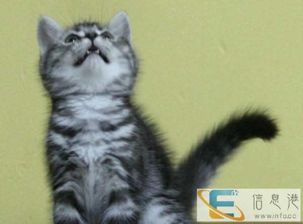 出售纯种的一窝美国短毛猫,自家养的,驱虫疫苗都打好