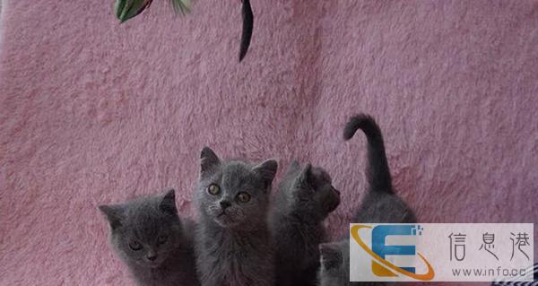 自家一窝纯种蓝猫宝宝出售包纯种健康,DDMM都有