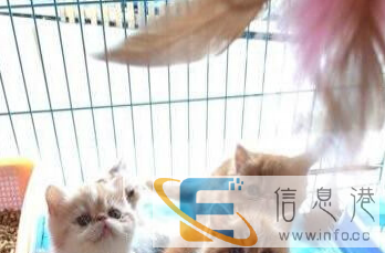 自家的加菲猫宝宝出售,公母均有,疫苗已打好