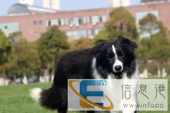 纯血冠军边牧种公借配