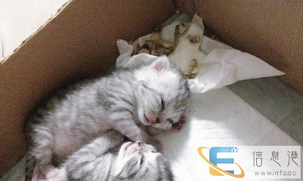 折耳猫 美短 英短家养