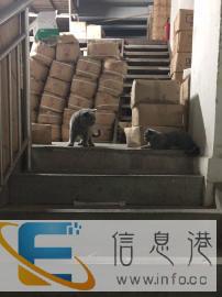 真正的双血带证书，血统嗷嗷的