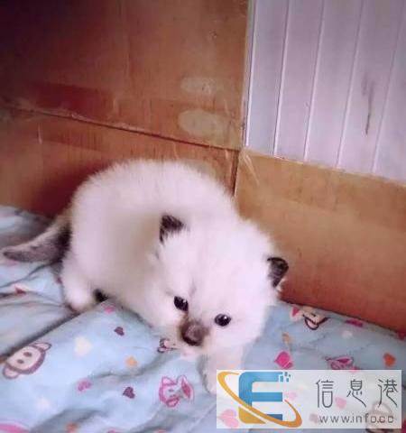 出售特价纯种布偶猫 蓝双 重点色 宠物猫 3月龄