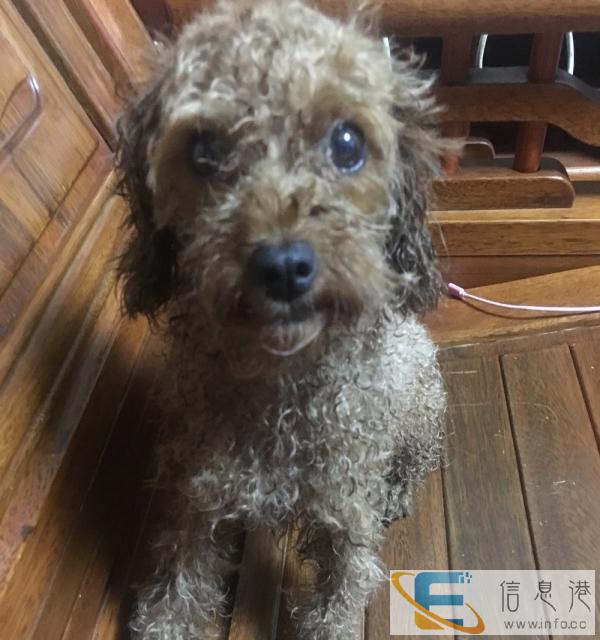 希望有人送我只幼年狗爱心养护