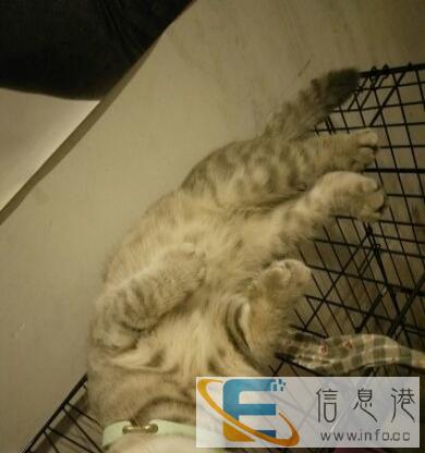 由于个人原因,可爱折耳赠送,加送笼子,详情请进来