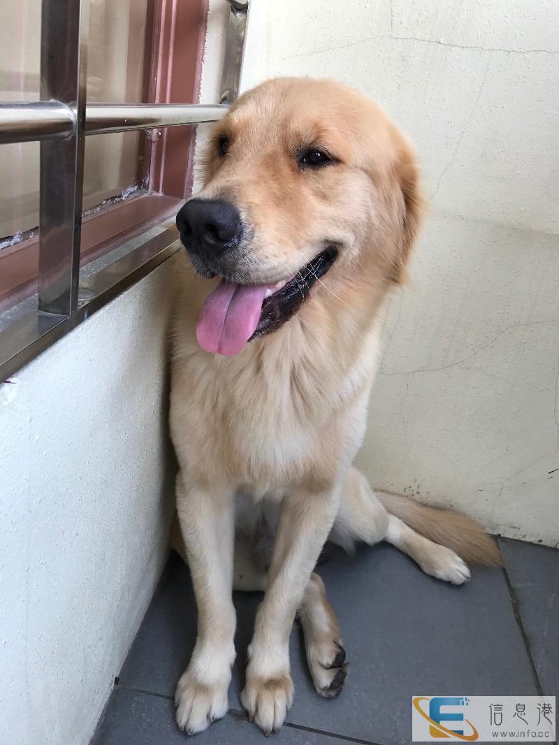 纯种公金毛配种