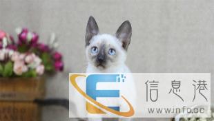 高品质暹罗猫 短毛猫 蓝猫 加菲猫 金吉拉 折耳猫