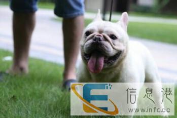 家养纯正血统法国斗牛种公冠军后代长期对外借配中