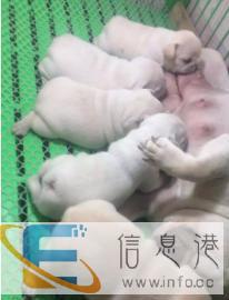 法国法斗斗牛犬双血统纯正种公冠军后代长期对外借配