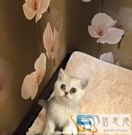 蓝白正八 纯英短 可上门看看猫咪生活环境再做决2q