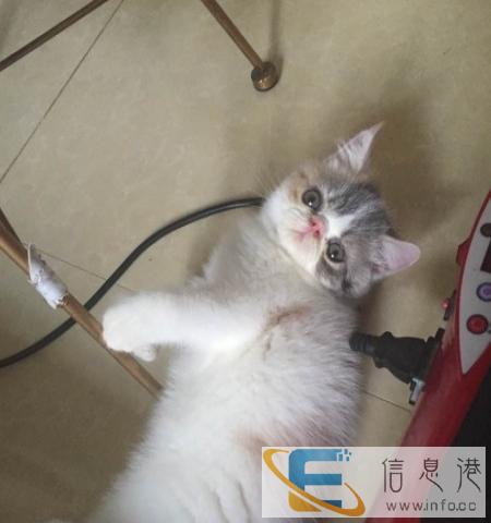 出售纯种幼崽波斯猫