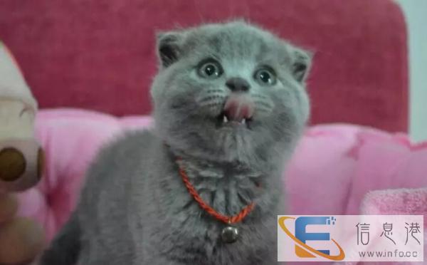 出售英短蓝猫,自家小蓝猫,疫苗已打了,很可爱的