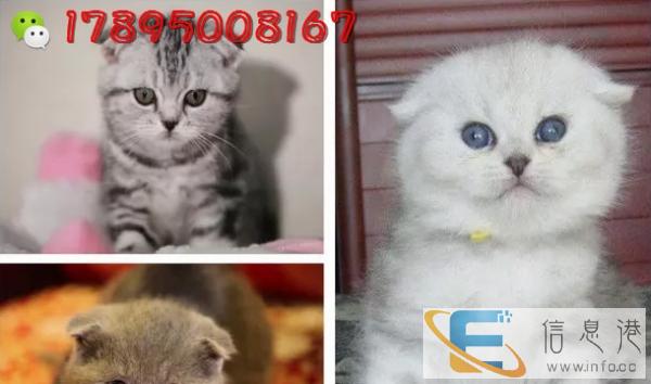 虎斑渐层优雅 波斯猫 热售 赛级品质纯种健康有保障