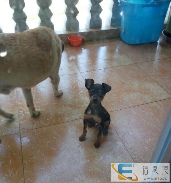 精品自家小鹿借配