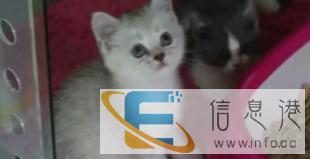 英短银渐层 短毛猫 宠物猫 银虎斑