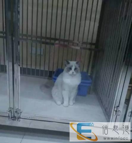 来自家养布偶猫海豹双色幼猫妹妹6月15日出生