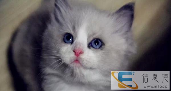 出售自家小布偶猫,安静美丽,非常乖巧