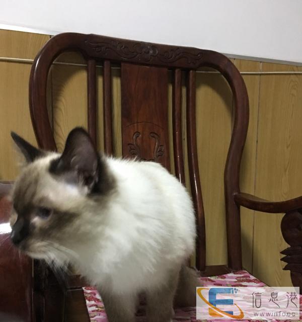 布偶猫 手套色 4个月 疫苗已全