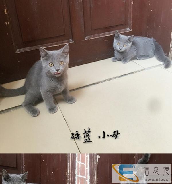 家养矮脚猫出售