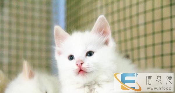 正规实体猫舍 出售布偶猫 品相好 包健康