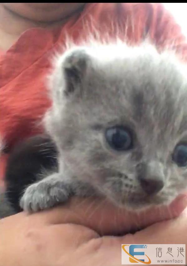 家养纯种英短出售