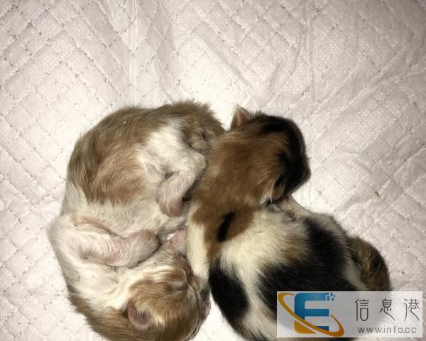 出售一只黄白长毛加菲弟弟