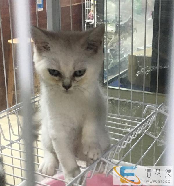 廉江萌宠宠物店