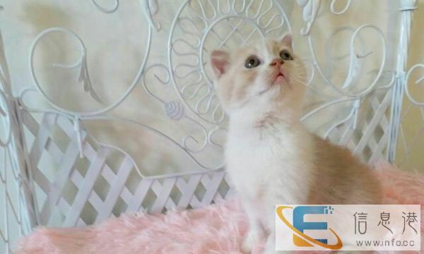 出售英国短毛折耳乳色小猫