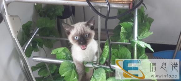 暹罗猫 三个月的虎斑暹罗MM找新家 价格可议