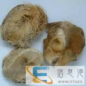 随州私人老板长期现金收购羊宝