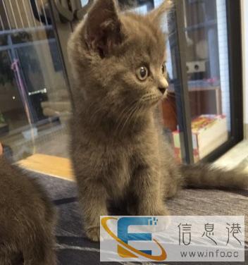 出售英国短毛蓝猫一只