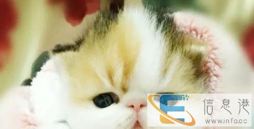 家养纯种净樊短毛小加菲预售中
