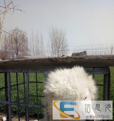 比特借配萨摩借配