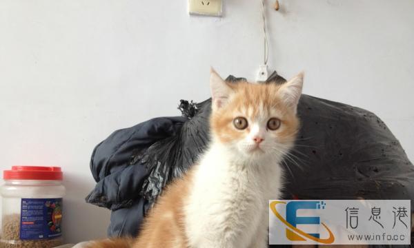 转让短毛猫,喜欢的看过来