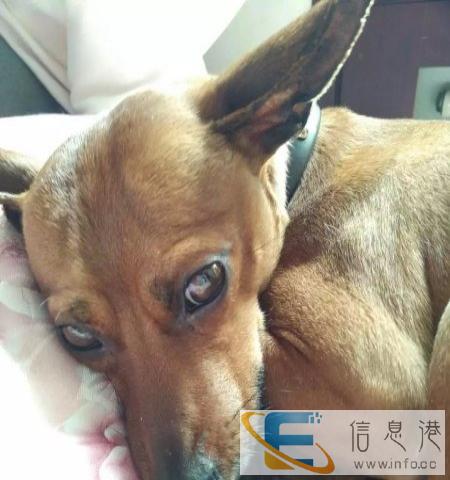 小鹿犬配种 公