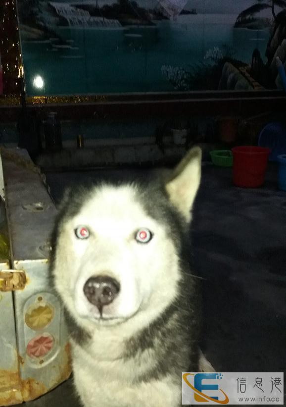 纯种哈士奇公狗种狗