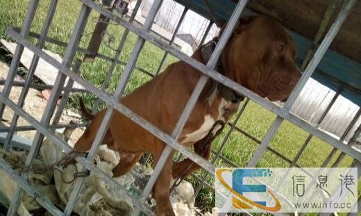 比特种狗,体型品相杠杠滴